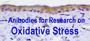 Antibody products for oxidative stress research