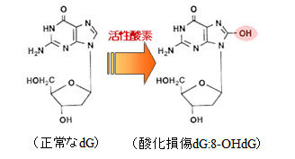 ,ȥ쥹ޡ,DNA,,8-OHdG,8-oxo-dG,8-hydroxy-2'-deoxyguanosine,Ǣ,ҥ,ưʪ,,blood,,plasma,serum,,,,Ϸ渦,,̲,ڡ,3500