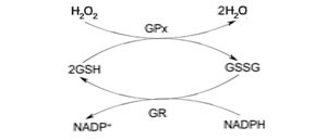 グルタチオンペルオキシダーゼ(GPx)の測定原理