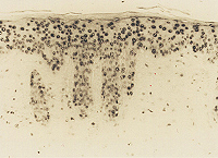 8-OHdG 免疫組織染色例（マウス）