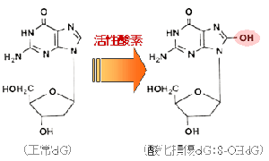 8-OHdGの構造：活性酸素（ヒドロキシラジカル）によるDNA酸化で8-OHdGが形成されます。
