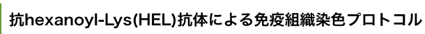 إΥꥸ(HEL)Τˤȱȿץȥ
Imminohistochemical detection of hexanoyl-Lys adduct by monoclonal antibody.